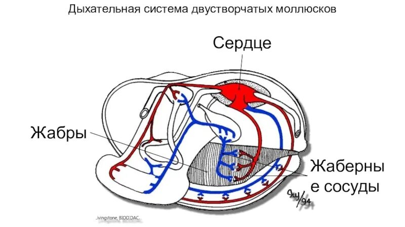 Орган дыхания устрицы. Выделительная система двустворчатых моллюсков. Дыхательная система двустворчатых моллюсков. Двустворчатые моллюски кровеносная система. Выделиельнаясистема двустворчатых.