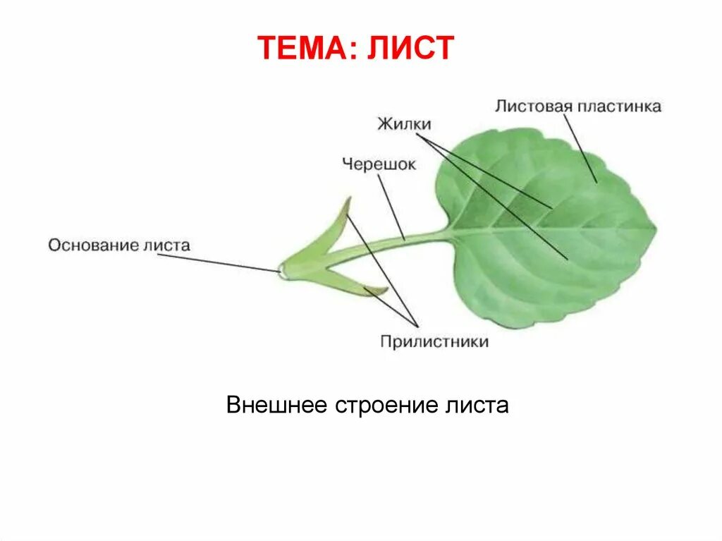 Строение листовой пластинки фотосинтез. Части листа биология 6 класс рисунок. Строение листа 6 класс биология рисунок. Внешнее строение листовой пластинки. Тест по биологии 6 органы растений