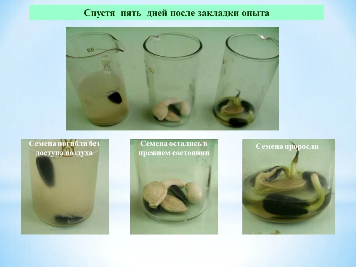 Опыт проращивание семян. Опыт по биологии прорастание семян. Эксперимент с прорастанием семян. Опыт с семенами биология.