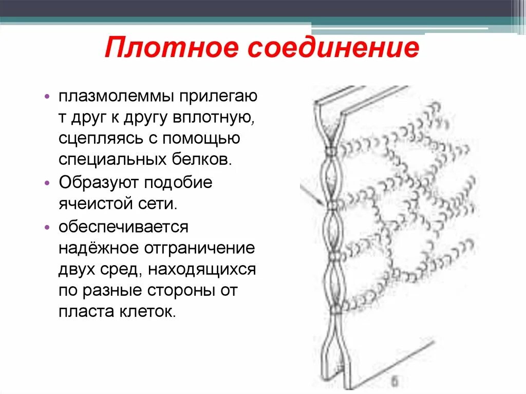 Плотное соединение. Плотное соединение гистология. Строение плотного соединения. Плотное межклеточное соединение.