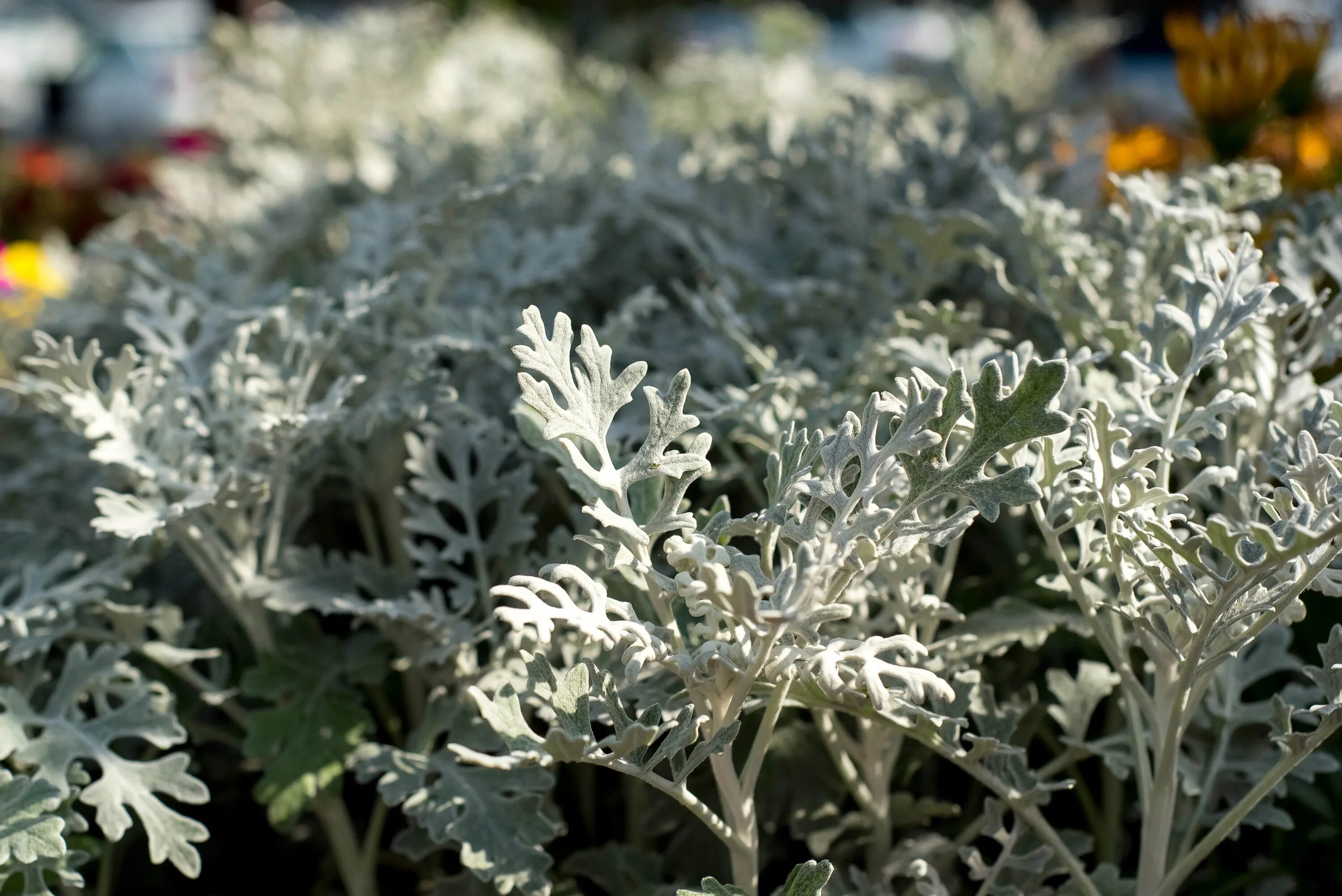 Цинерария как ухаживать в домашних условиях. Цинерария Приморская cineraria maritima. Цинерария Сильверадо. Цинерария Приморская серебряная пыль. Цинерария Приморская + колеус.