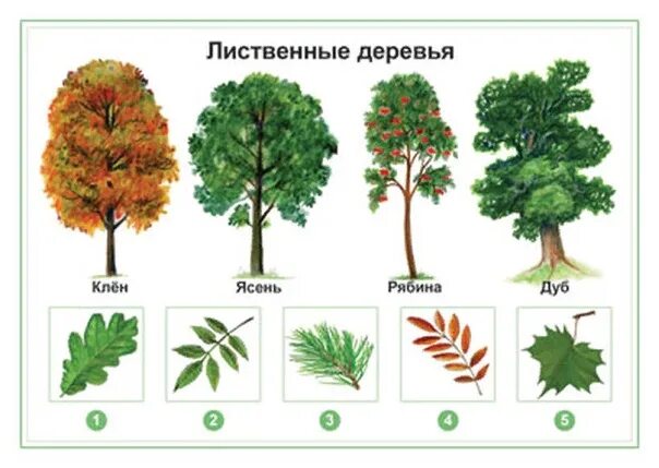 Список деревьев которые есть. Список деревьев которые есть
