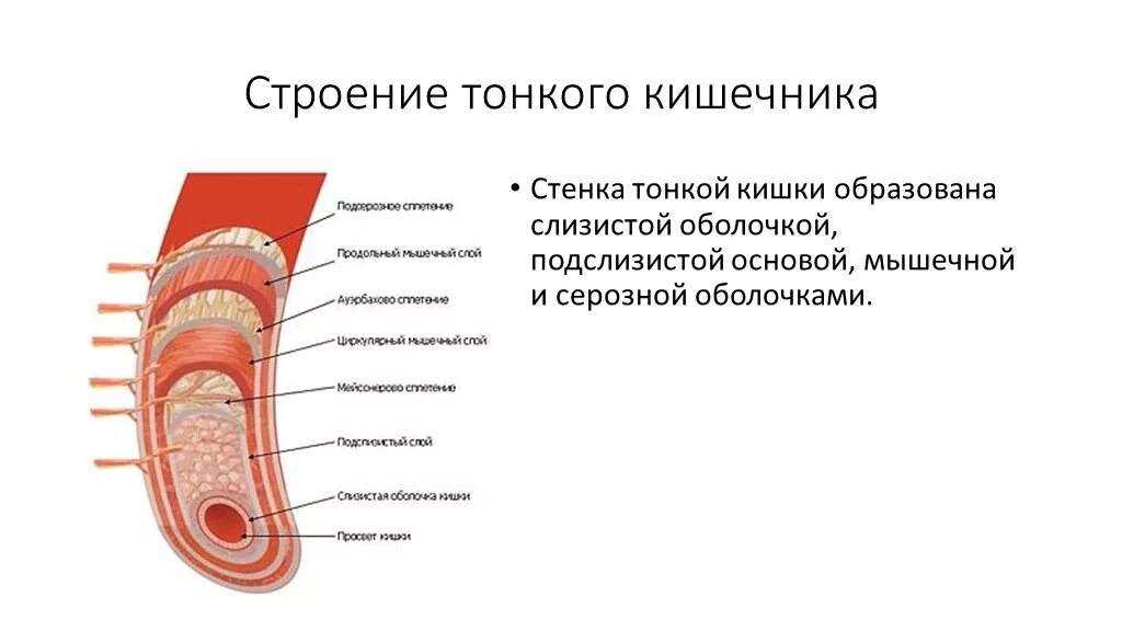 Слизистый слой кишки. Строение стенки тонкой кишки анатомия. Тонкая кишка отделы строение стенки. Строение стенки тонкого кишечника анатомия. Строение стенки тонкого кишечника структура.