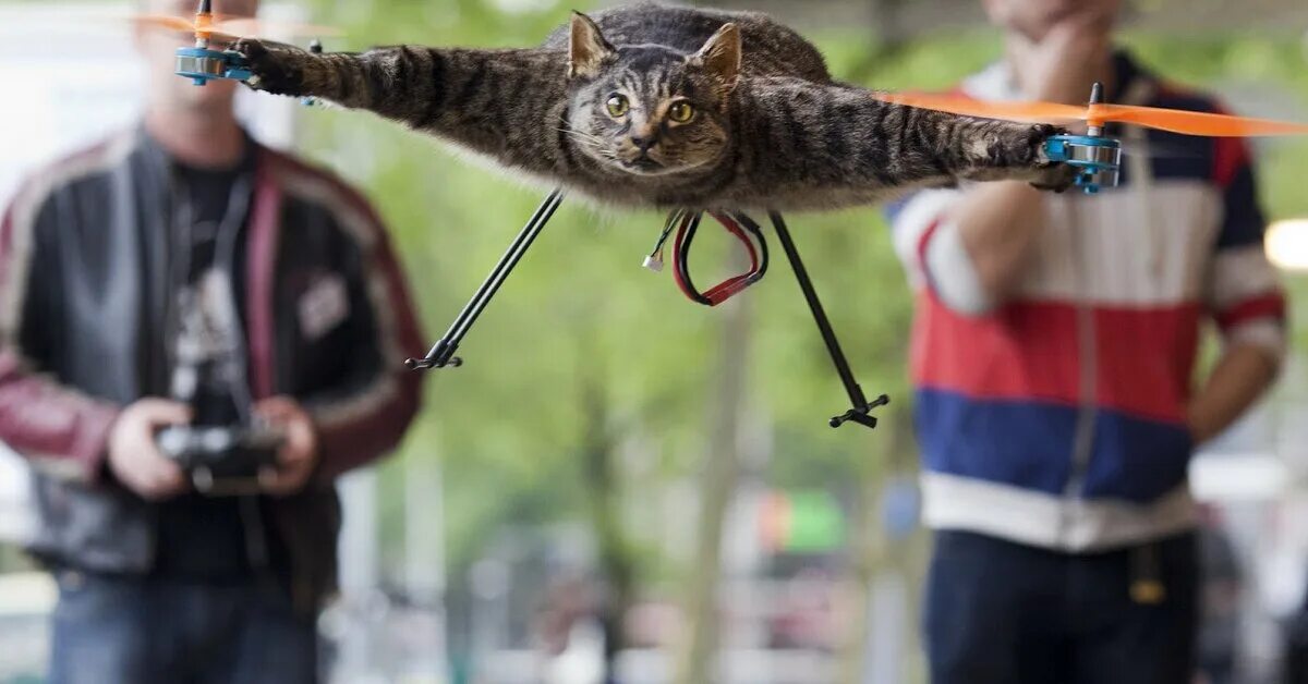 Кот дрон. Кот дрон