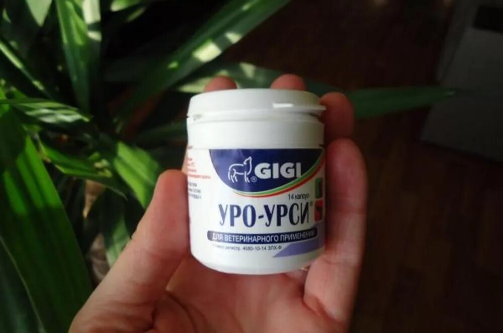 Уро-урси №14 капсулы. Уро урси капсулы. Gigi уро урси отзывы. Gigi уро урси отзывы. Уро урси капсулы.