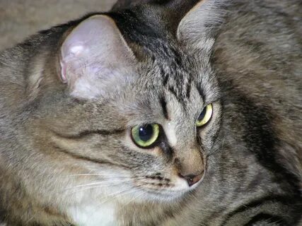 Кошка дворняжка