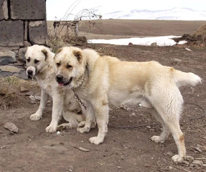 Georgian Shephard #dog Georgia (Country) საქართველო Грузия, Собаки, Собачки