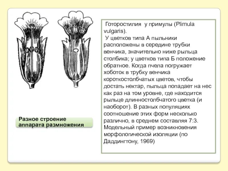 Трубчатый тип цветка. Формы венчика цветка. Трубчатый венчик. Типы венчика цветка. Трубчатая форма венчика.