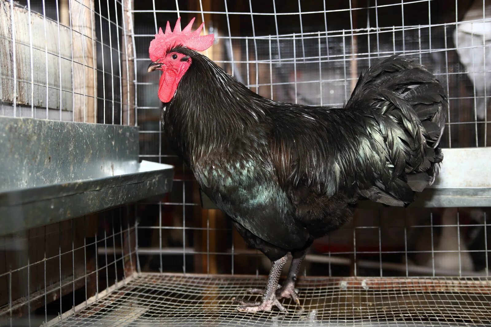 австралорп черный пестрый. австролорп (чернопрстрый). австралорп черный. австралорп, брама, кохинхин, маран. австралорп черный порода кур описание фото.