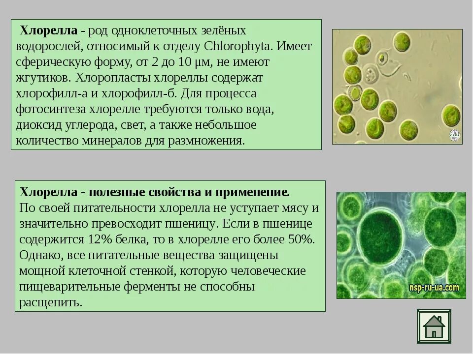 Одноклеточные водоросли биология. Зеленые водоросли хлорелла. Одноклеточная водоросль хлорелла. Хлорелла водоросль строение. Одноклеточные растения хлорелла.