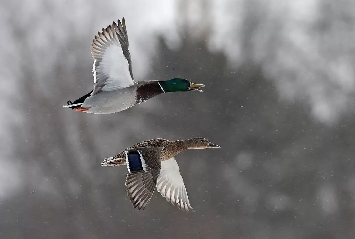 Утка летит. Утки в полете. Утка кряква в полете. Кряква селезень летом. Какие утки летают.