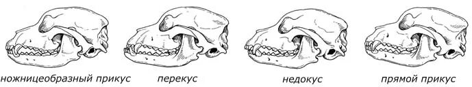 ножницеобразный прикус