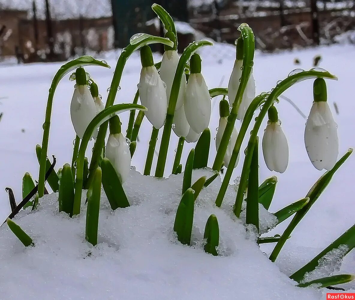 Подснежник сибирский ветреница. Пролеска крокус галантус. Подснежник борткевича. Первоцвет крокус белый. Апрель подснежник чайковский.
