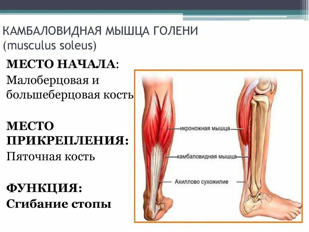 Почему болят сухожилия на ногах. Икроножная и камбаловидная мышцы. Баловидная мышца анатомия. Камбаловидная мышца голени. Функции камбаловидной мышцы голени.