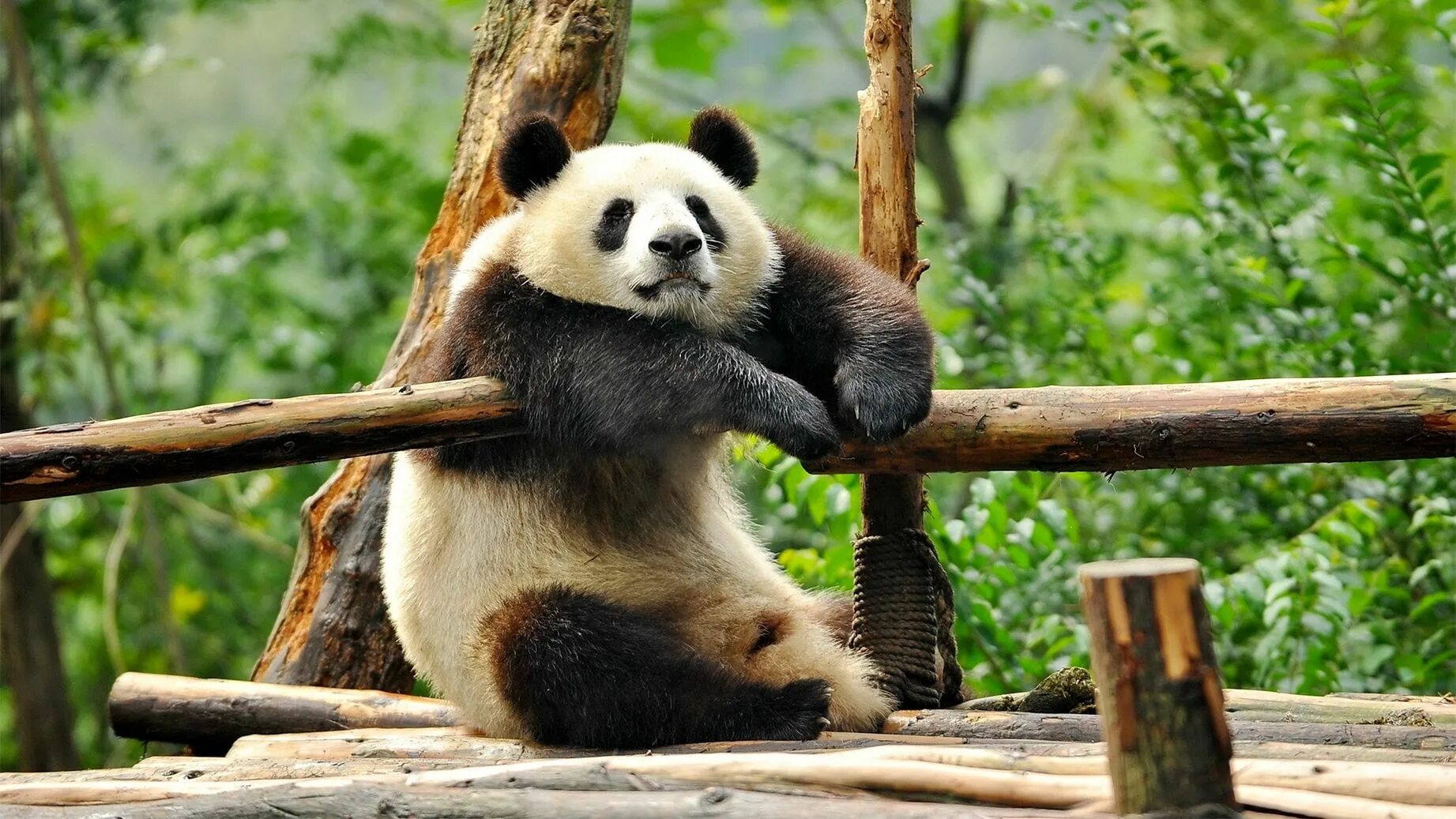 Заставка на рабочий животные. Панда бамбуковый медведь. Природа и животные. Смешная Панда. Красивая Панда.