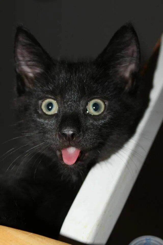 Черная кошка показывает язык. Смешной черный кот. Черный котенок.