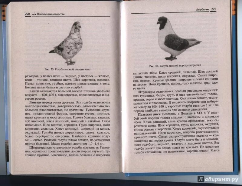 Вес голубя