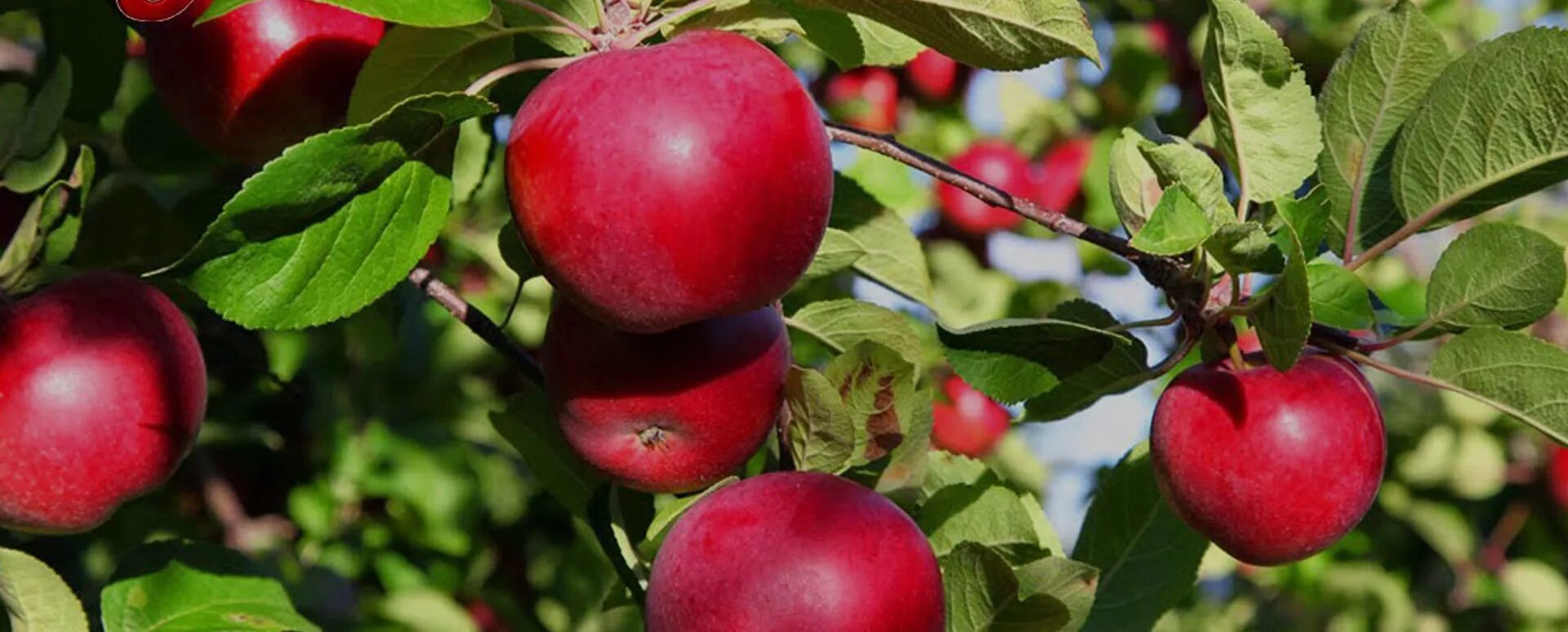 Яблоня макинтош описание сорта отзывы. Макинтош (сорт яблони). malus &#039;mcintosh. яблоня имбеляна.