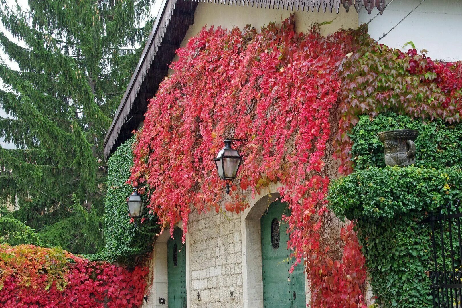 Виноград девичий/Parthenocissus. Виноград пятилисточковый партеноциссус. В увитой плющом беседке сидел