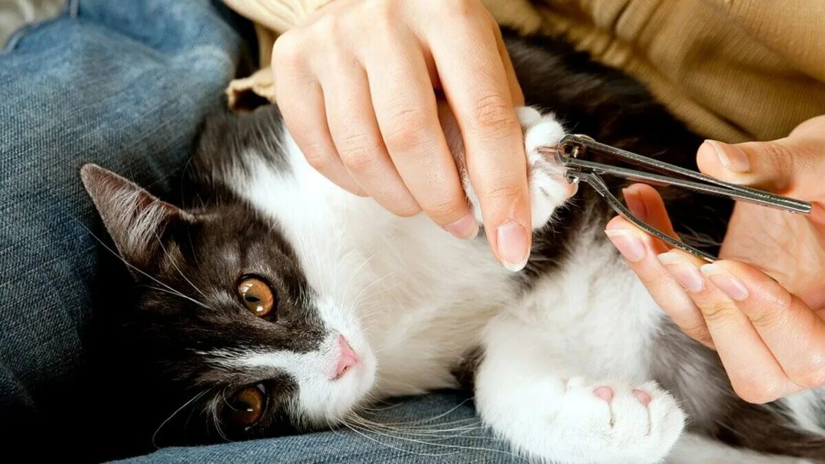 Подстригание когтей у кошек. Стрижка когтей у кошек в домашних условиях.