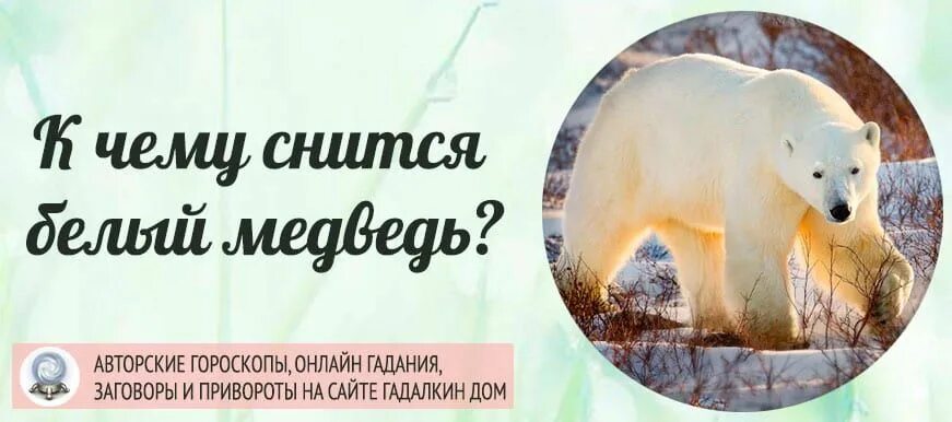 Сонник медведь к чему снится женщине. Приснился медведь бурый сонник-толкование снов. Медведь добрый во сне к чему снится. Приснился белый медведь женщине. Белый медведь во сне для мужчины.