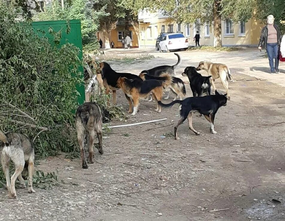 Город собак. Собаки в волгограде. Бродячая собака волгоград. Бродячая собака волгоград. Бродячие собаки волгоград.