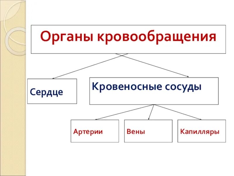 Перечисли органы кровообращения. Органы кровообращения. Перечислите органы кровообращения. К органам кровообращения относятся. Органы кровообращения 3 класс.