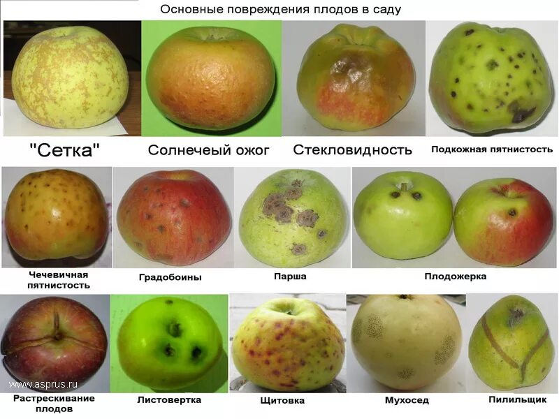 Заболевание овощей и фруктов. Дефекты яблок. Физиологические болезни плодов яблони. Пятна на яблоках.