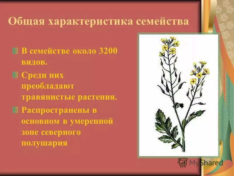 Ветвистый стебель. Крестоцветные побег. Стебель крестоцветных растений. Семейство крестоцветные плод стручок. Какой стебель у крестоцветных.