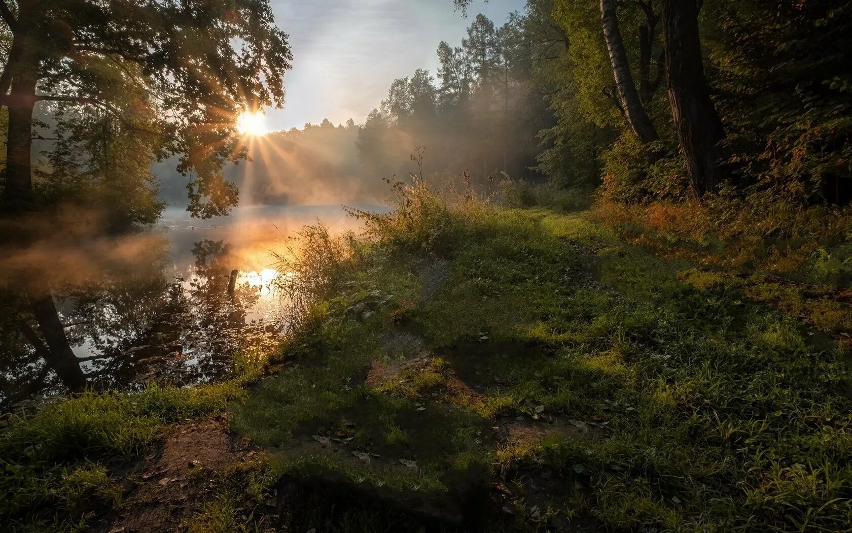 Лес туман лето. Утренний лес. Утро в лесу. Раннее утро в лесу. Ранний рассвет в лесу.