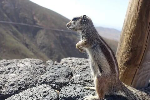 Download free HD stock image of Chipmunk Squirrel.