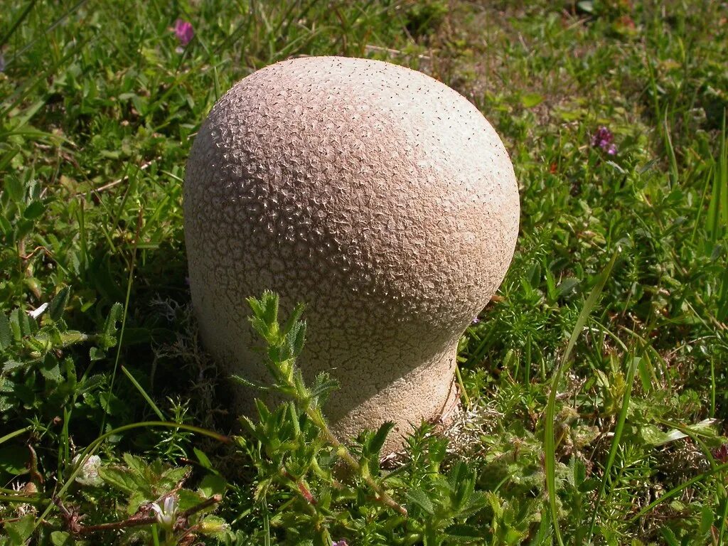 The resident of Orenburg found a huge mushroom Accidents Seldon News