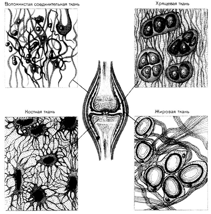 Соединительная ткань жировая хрящевая костная. Соединительная ткань хрящевая ткань рисунок. Скелетная хрящевая соединительная ткань рисунок. Скелетная костная соединительная ткань. Хрящевая ткань животного
