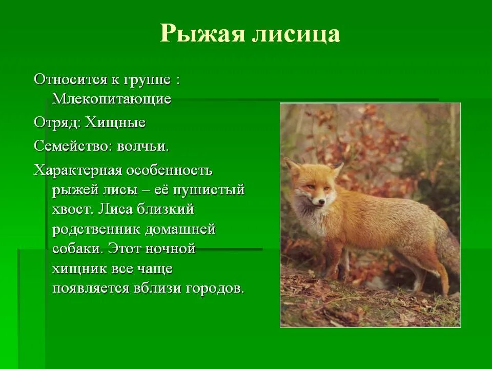 В какой природной зоне россии встречается лисица. К какой группе животных относятся лисы. Лисица описание. Картинки лисы с описанием. Лиса где обитает кратко.