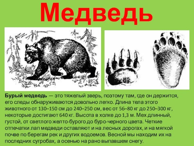 Звериные следы предложение. Следы медведя. следы животных медведь. следы медведя передние и задние. следы медведя описание.