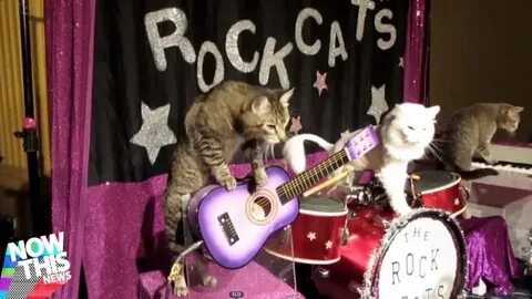 Rock cat записи