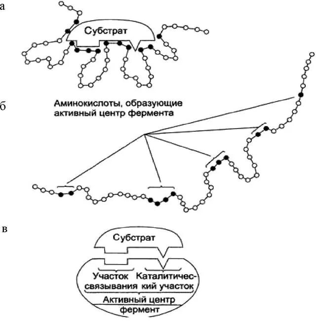 Активный центр субстрата субстрат фермент. Строение активного центра ферментов. Активный центр субстрат. Адсорбция ферментов. Оптимум р-н химотрипсина.