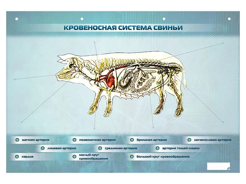 Сонная артерия у свиней где находится. Кровеносная система свиньи схема. Анатомия свиньи кровеносная система. Анатомия свиньи нервная система. Строение свиньи.