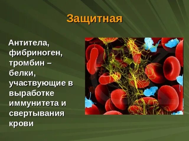 Белок фибриноген. Белки которые участвуют в свертывании крови. Белки, принимающие участие в свертывании крови:. Белки участвующие в иммунитете. Иммунные белки крови