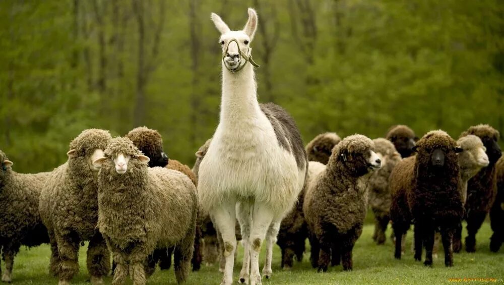Лама охраняет овец. Овца лама альпака. Овца лама. Овца лама альпака. Лама в траве.