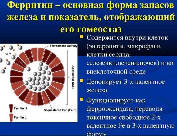 За что отвечает ферритин в организме женщин