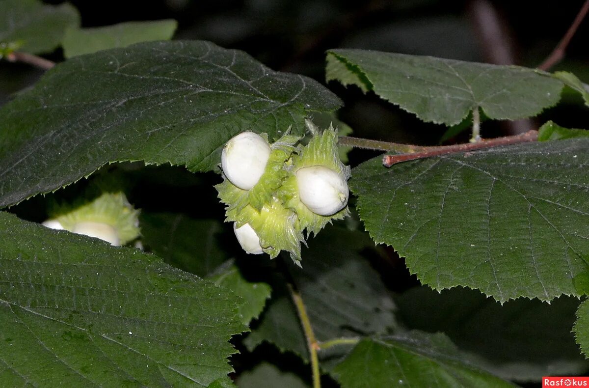 лещина 7 букв. лещина рогатая. лещина обыкновенная. лещина агнешка. лещина 7 букв.