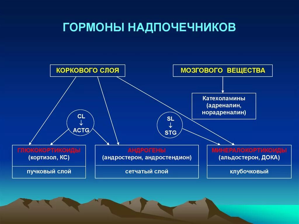 Функции гормонов коркового вещества надпочечников. Гормоны коры надпочечников таблица. Назовите гормоны мозгового вещества надпочечников. Гормоны коркового слоя надпочечников. Надпочечники гормон роста