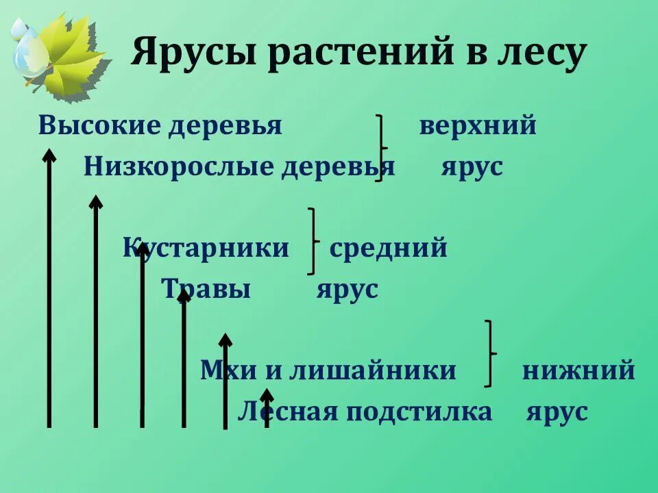 Ярусы растений. Ярусы растений в лесу. Ярусы леса с обитателями. Средний ярус растений. Растения 4 яруса леса