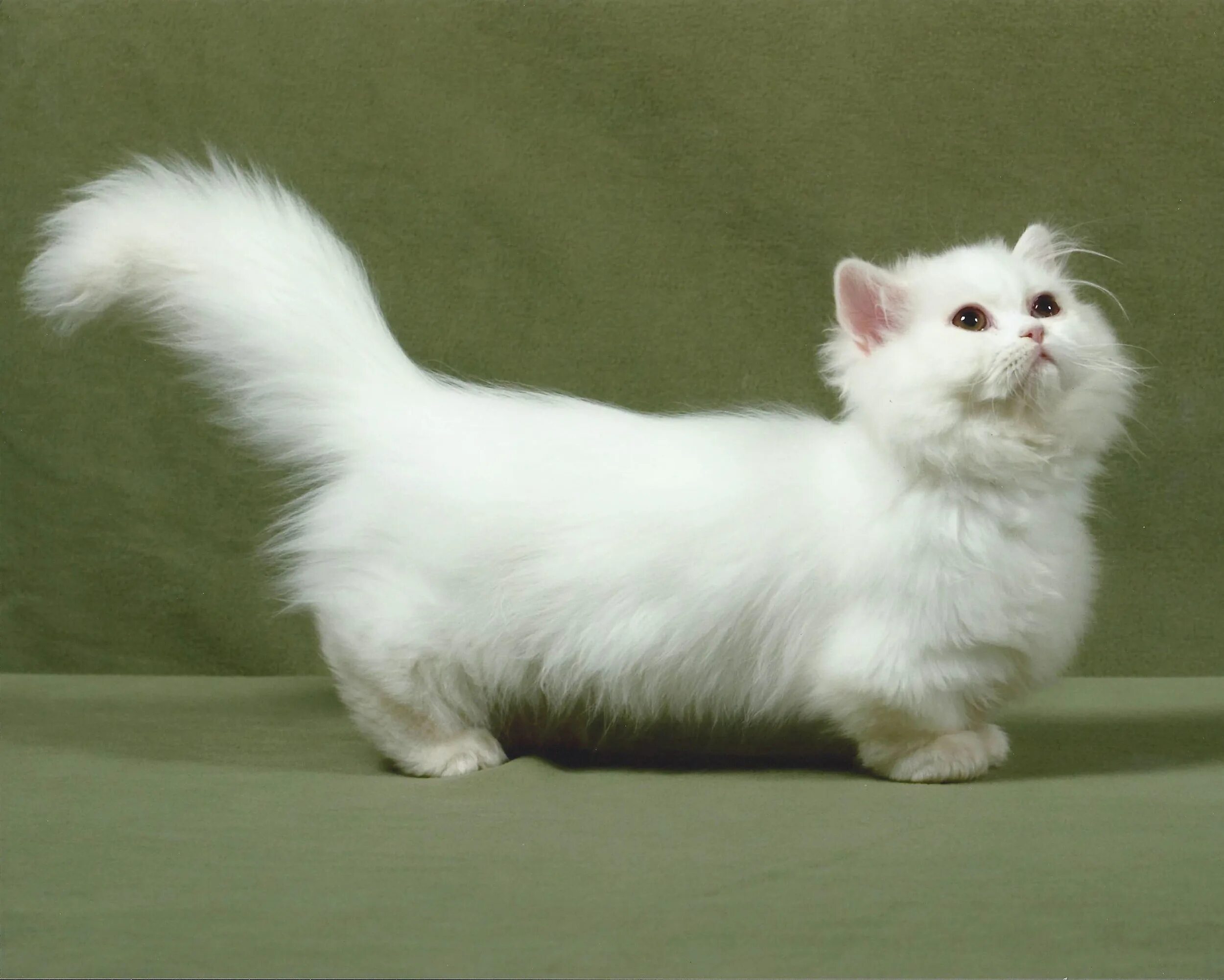 Munchkin cat Munchkin kitten, Munchkin cat, Kitten photos
