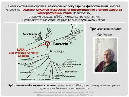 Молекулярная филогенетика