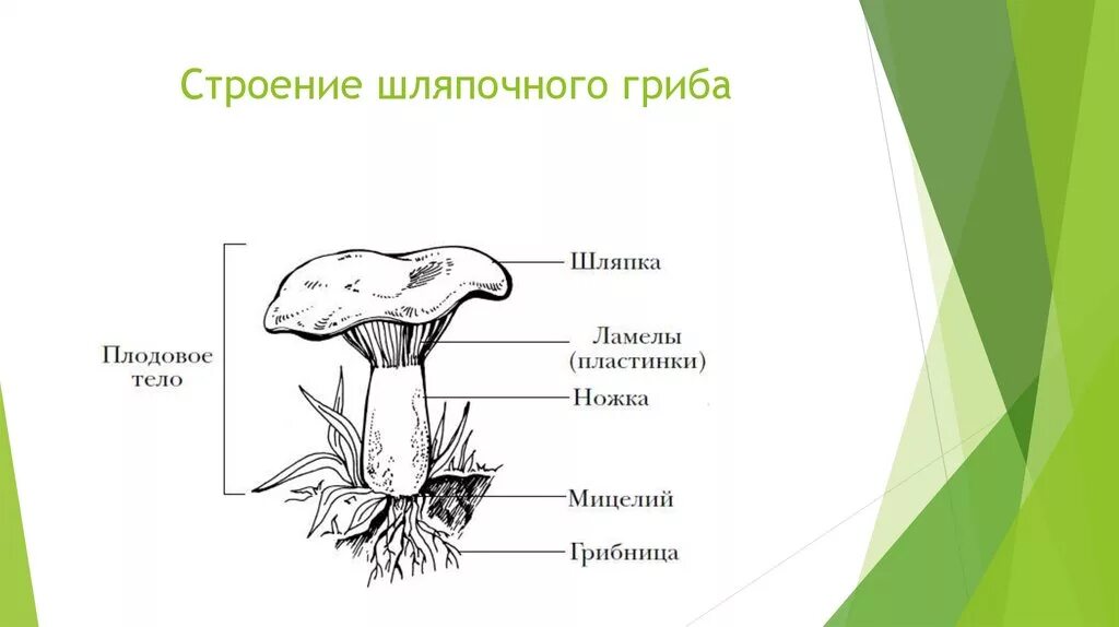 Грибы строение шляпочных грибов. Строение шляпочного гриба биология. Строение шляпочного гриба. Строение шляпочного гриба 5. Грибы биология огэ