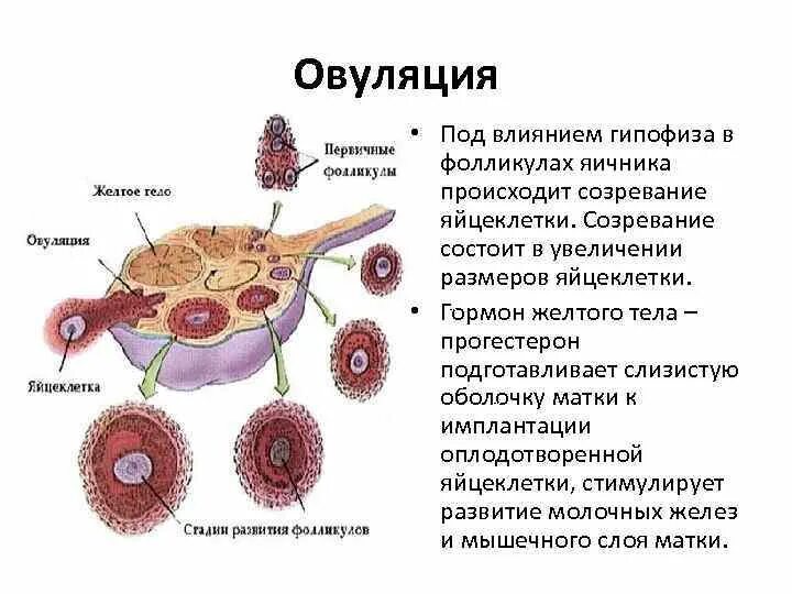 В каком яичнике происходит оплодотворение. Фолликул половая система яйцеклетка. Процесс созревания яйцеклетки. Процессы происходящие в яичниках.