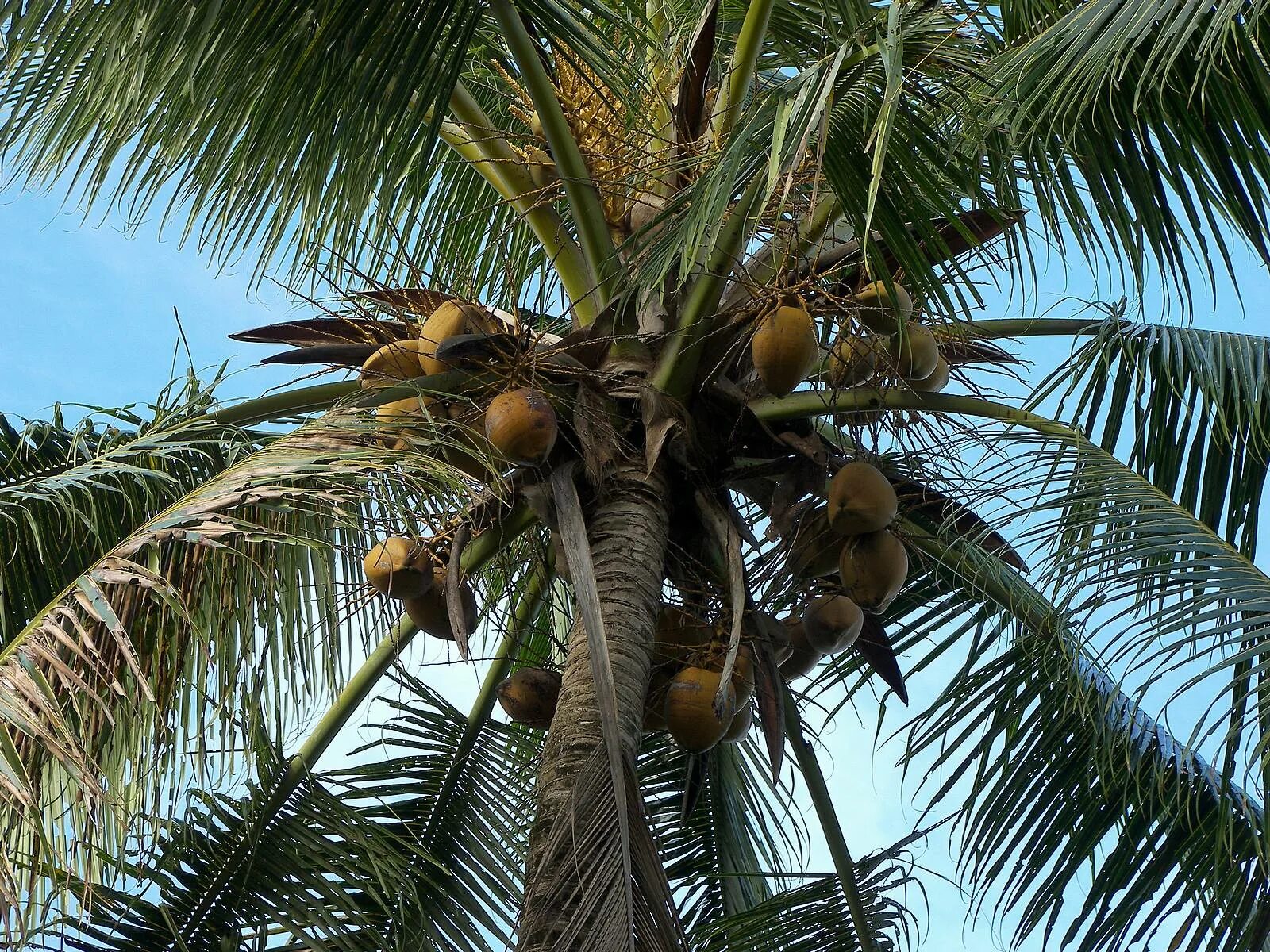 кокос высота. доклад про пальму. литокариум пальма кокос. кокосовая пальма ареал. кокосовый орех.