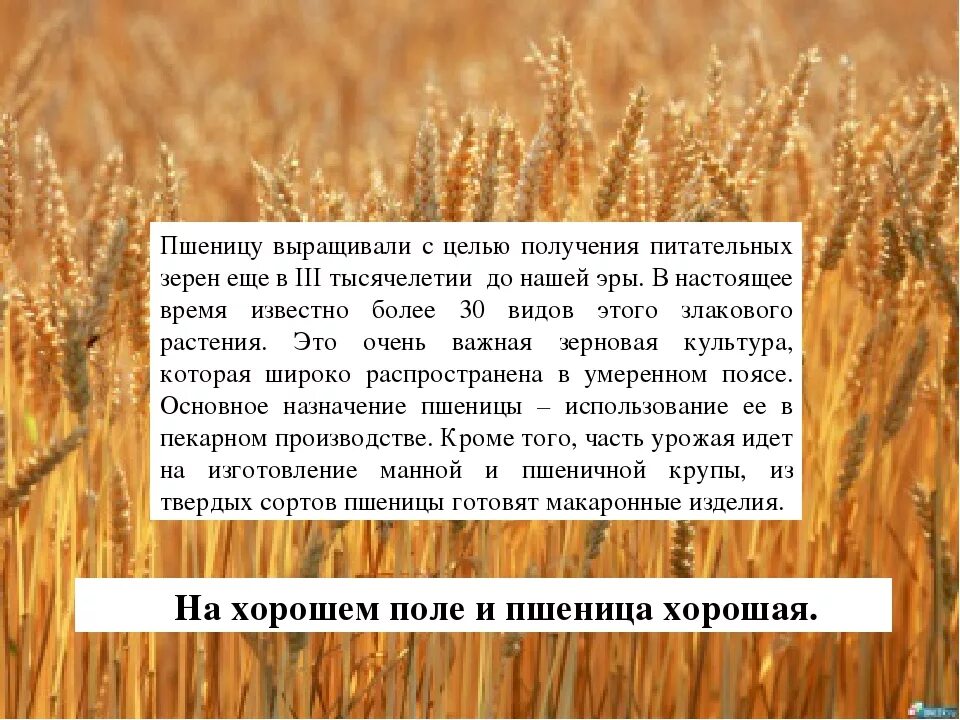 Сообщение о пшенице. Как выращивают пшеницу. Пшеница растет. Культурные растения пшеница.